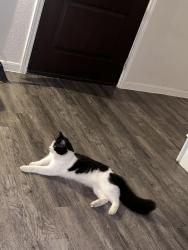 Lost Male Cat last seen Fry, Katy, TX 77449