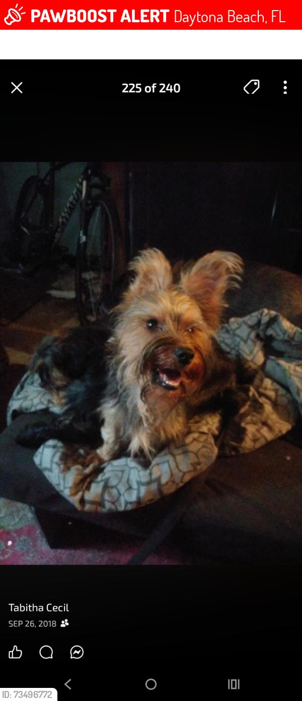 Lost Male Bird last seen Near Hobart Ave, Daytona Beach, Fl, Usa, Daytona Beach, FL 32114