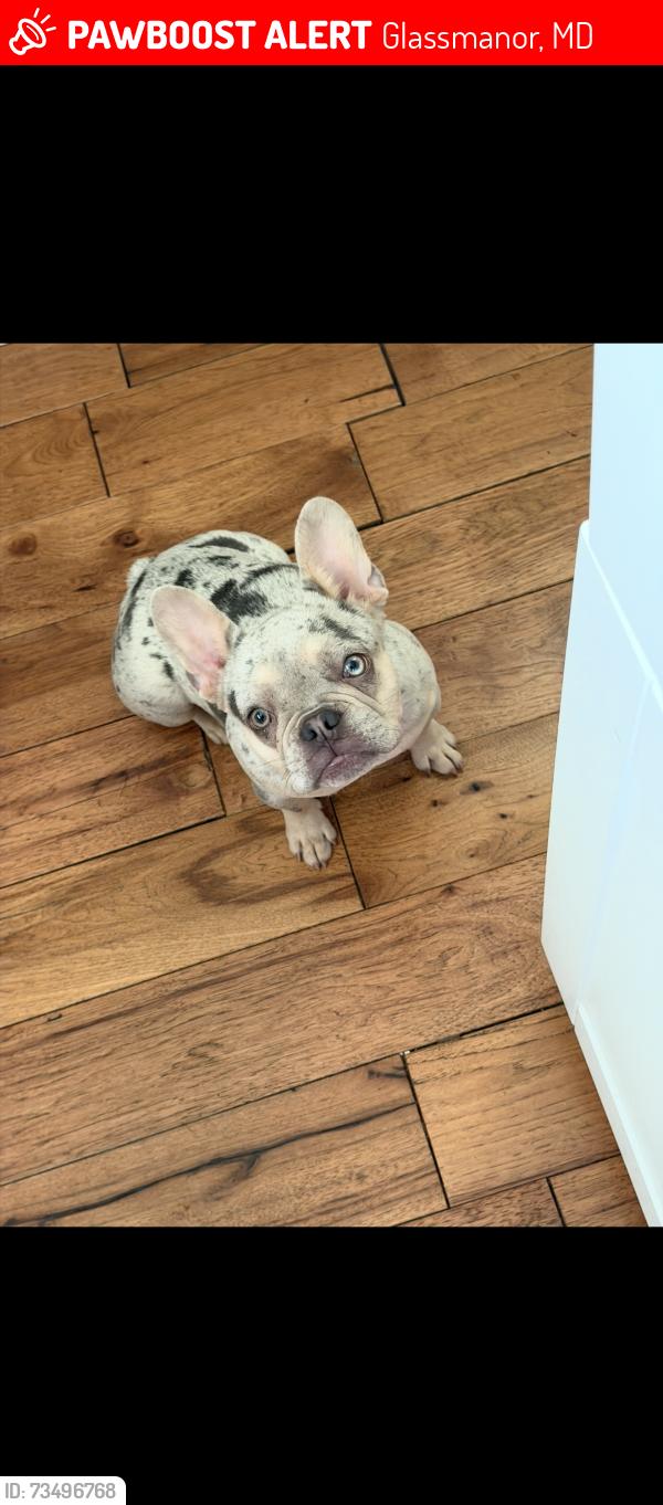 Lost Female Dog last seen Maury Ave, Glassmanor, MD 20745