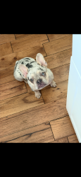 Lost Female Dog last seen Maury Ave, Glassmanor, MD 20745