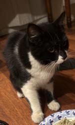 Reunited Unknown Cat last seen Strathern & Vanalden, Los Angeles, CA 91335