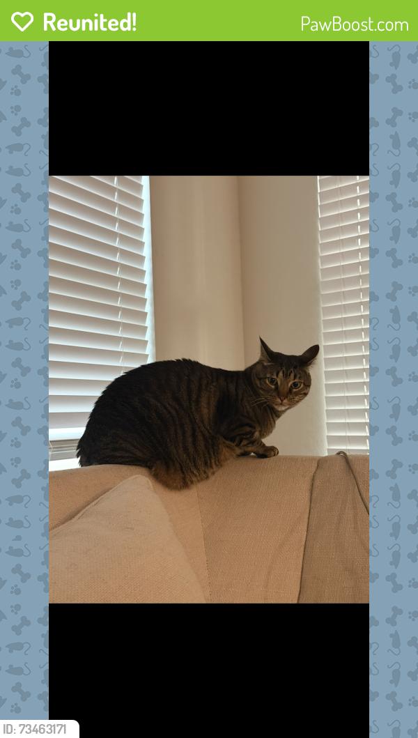 Reunited Male Cat last seen Timberbend trail and timberview drive, Allen, TX 75002