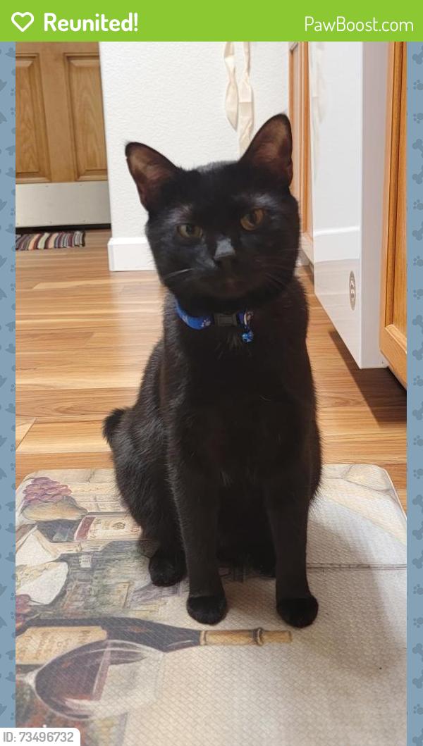 Reunited Male Cat last seen Near Stepping Stones Way Unit B, Colorado Springs, CO 80904