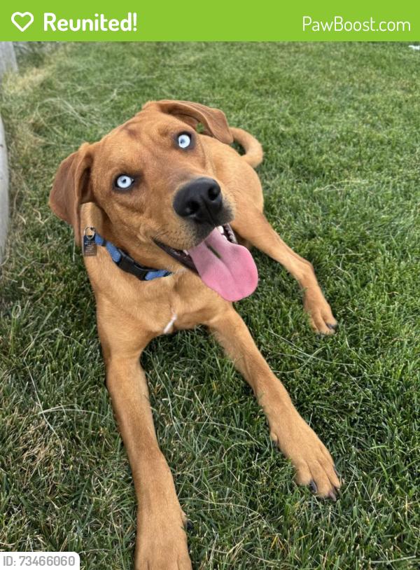 Reunited Male Dog last seen Turkey Creek, Morrison, CO 80465