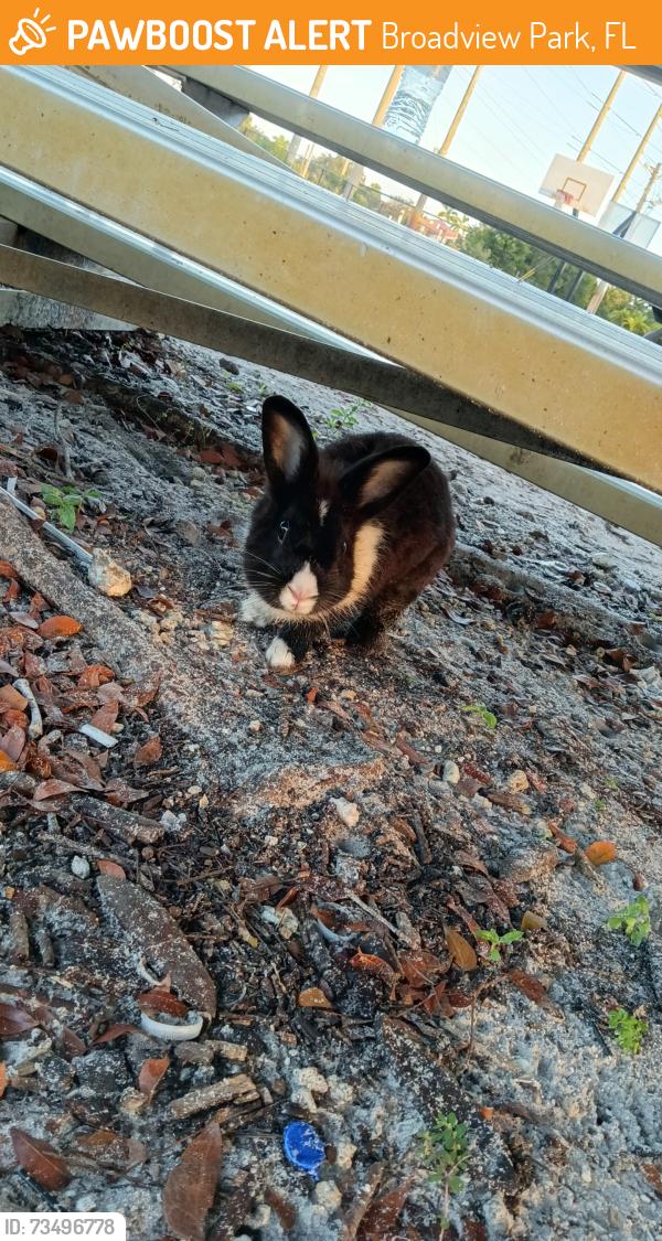 Found/Stray Unknown Rabbit last seen Broadview park, Broadview Park, FL 33317