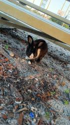 Found/Stray Unknown Rabbit last seen Broadview park, Broadview Park, FL 33317