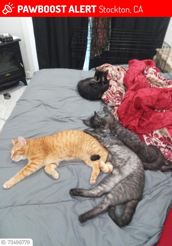 Lost Male Cat last seen pacific ave, Stockton, CA 95207