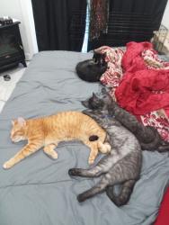 Lost Male Cat last seen pacific ave, Stockton, CA 95207
