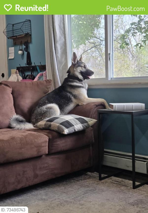 Reunited Male Dog last seen Near 24, Lapeer, MI 48446