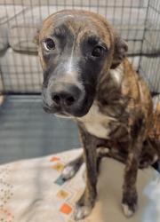 Found/Stray Male Dog last seen By Little Bethlehem, Waxahachie, TX 75165