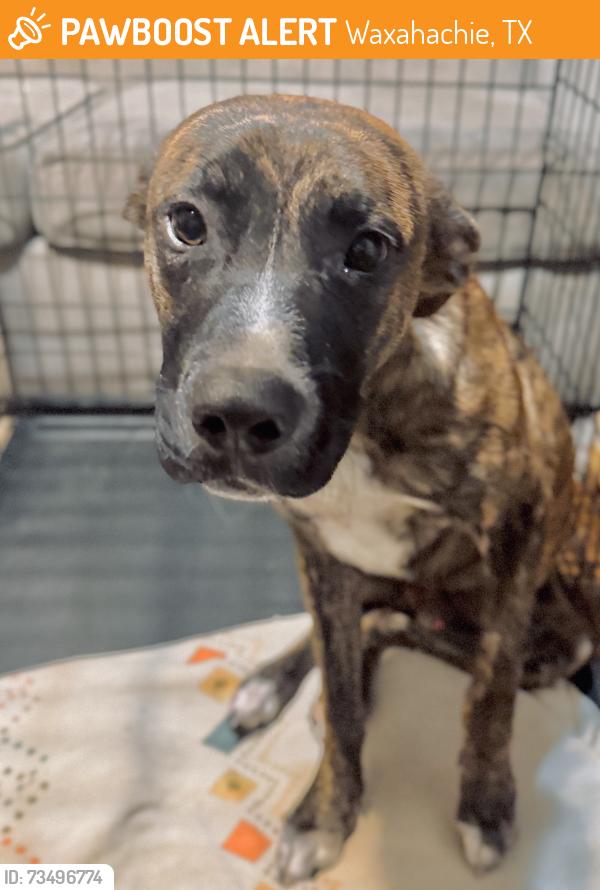Found/Stray Male Dog last seen By Little Bethlehem, Waxahachie, TX 75165
