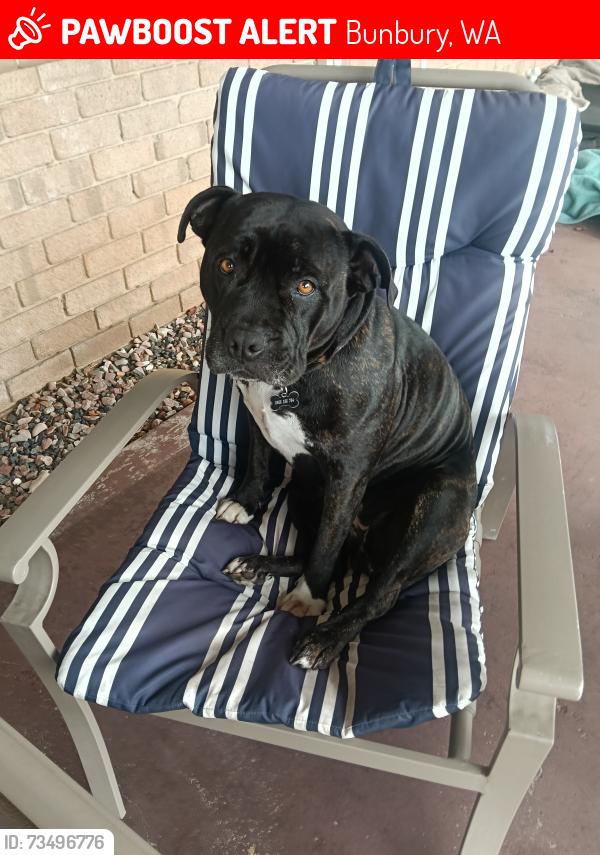 Lost Female Dog last seen Minninup Road, Hudson Road, Bunbury, WA 