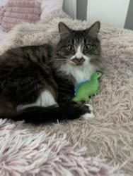 Reunited Male Cat last seen oran park near the leisure Centre, Oran Park, NSW 2570