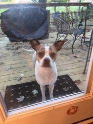 Reunited Female Dog last seen Hope valley elementary, Durham, NC 27707