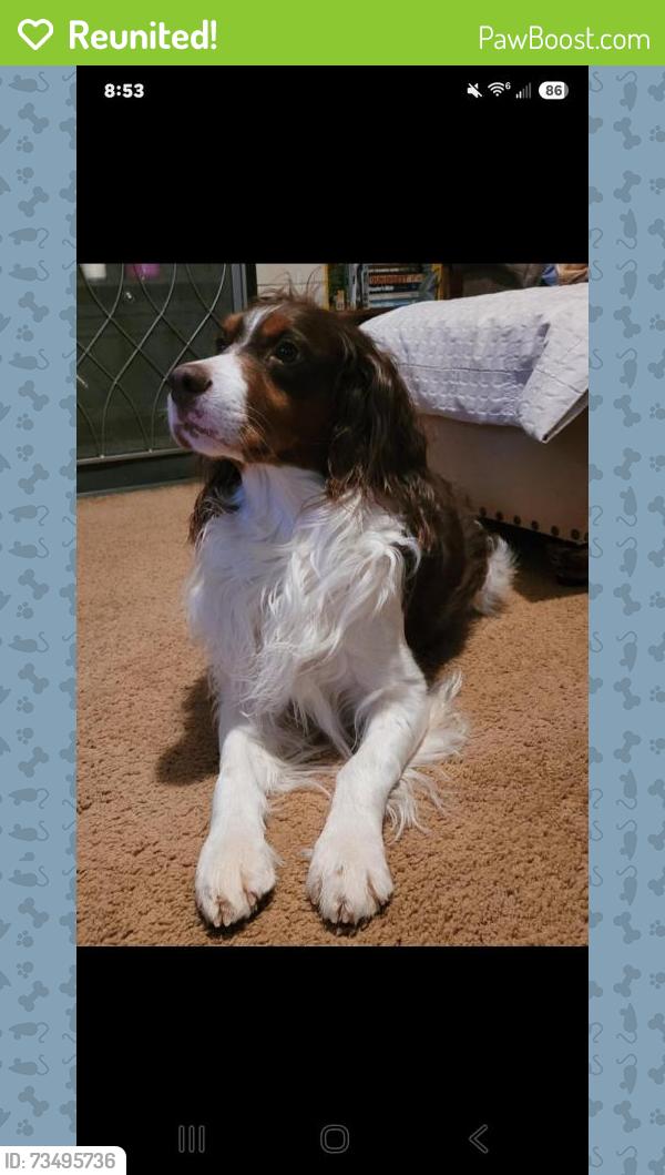 Reunited Male Dog last seen Beth Ave. Konnoak area, Winston-Salem, NC 27127