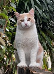 Lost Male Cat last seen Bluff’s, Jupiter, FL 33477
