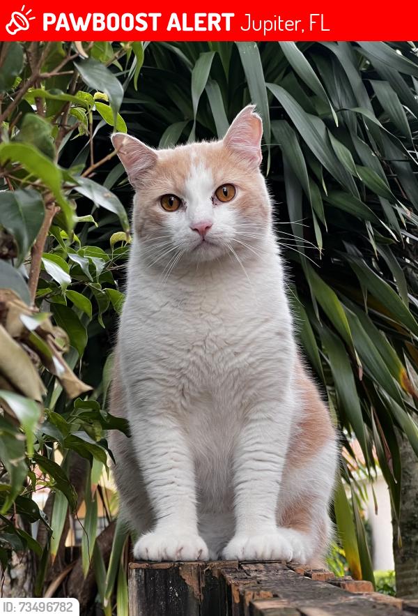 Lost Male Cat last seen Bluff’s, Jupiter, FL 33477