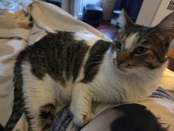 Reunited Male Cat last seen Corona, Ny, Queens, NY 11373