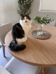 Reunited Male Cat last seen oran park, Oran Park, NSW 2570