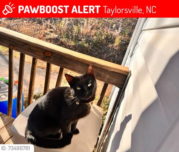 Lost Female Cat last seen Butler Johnson court, Taylorsville, NC 28681