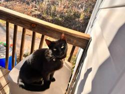 Lost Female Cat last seen Butler Johnson court, Taylorsville, NC 28681
