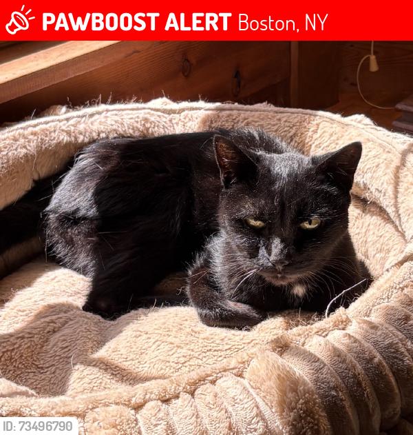Lost Female Cat last seen Near Boston Little Library, Boston, NY 14025