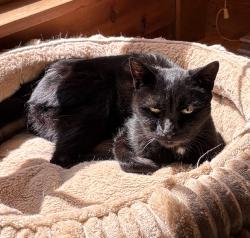 Lost Female Cat last seen Near Boston Little Library, Boston, NY 14025