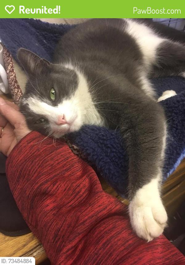 Reunited Male Cat last seen Near th Street and Wilson CT and Hlltop Sve, Zion, IL 60099