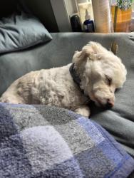 Lost Female Dog last seen Maple & Bridgewater, Bensalem, PA 19020