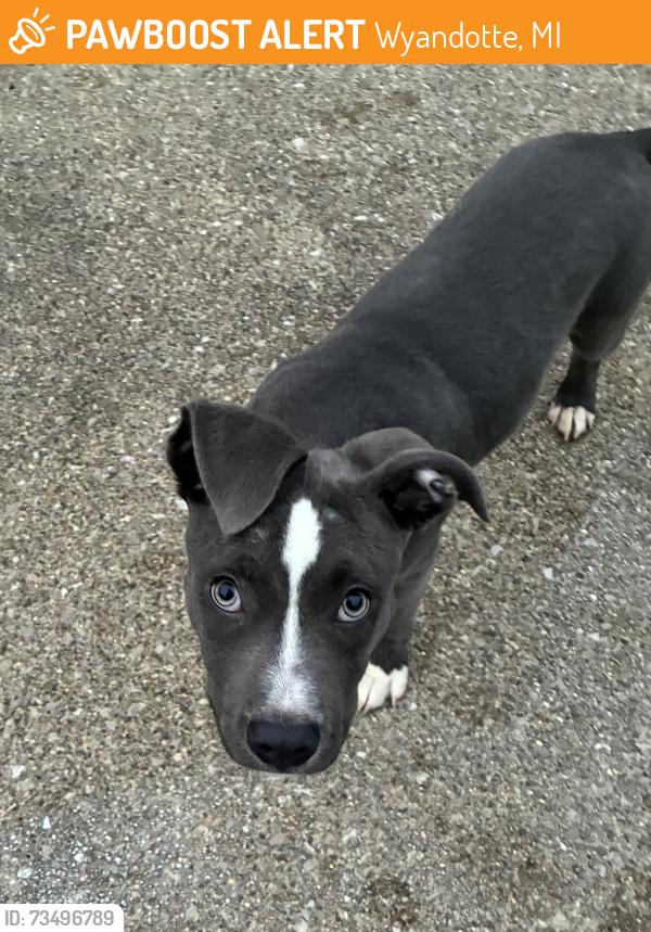 Found/Stray Male Dog last seen 20th & Superior, Wyandotte, MI 48192