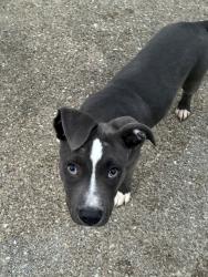 Found/Stray Male Dog last seen 20th & Superior, Wyandotte, MI 48192