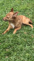 Reunited Male Dog last seen West st. Off of spring garden ranch, De Leon Springs, FL 32130
