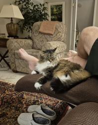 Reunited Female Cat last seen Pennsylvania, Oakmont, PA 15139