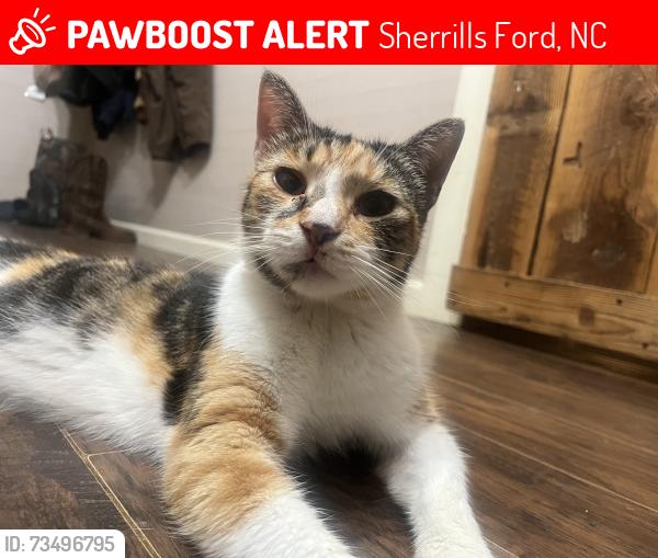 Lost Female Cat last seen Mt pleasant rd, Sherrills Ford, NC 28673
