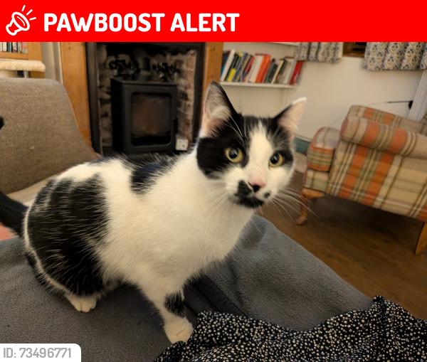 Lost Male Cat last seen Old Hendre Road, Wonastow, Wales NP25 4DJ
