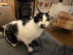 Lost Male Cat last seen Old Hendre Road, Wonastow, Wales NP25 4DJ