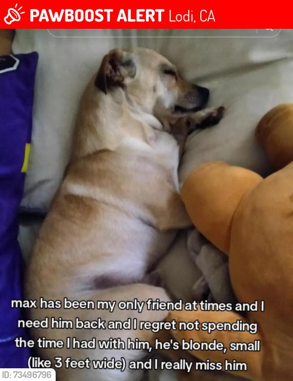Lost Male Dog last seen i last saw him going up westwood avenue, Lodi, CA 95242
