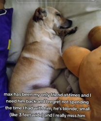 Lost Male Dog last seen i last saw him going up westwood avenue, Lodi, CA 95242
