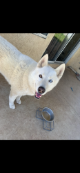 Lost Male Dog last seen Northern dancer & freeport drive, Moreno Valley, CA 92551