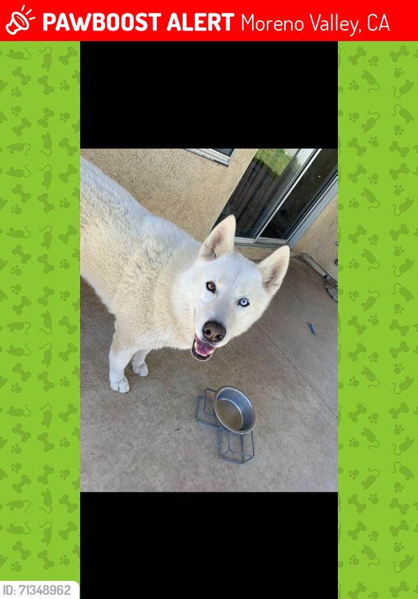 Lost Male Dog last seen Northern dancer & freeport drive, Moreno Valley, CA 92551