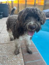 Reunited Female Dog last seen 12th street, Fort Lauderdale, FL 33304