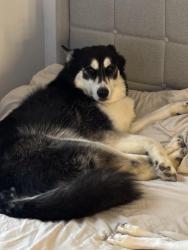 Lost Male Dog last seen Salisbury, West Lafayette, IN 47906