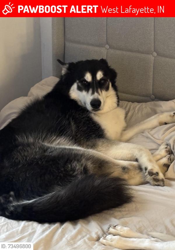 Lost Male Dog last seen Salisbury, West Lafayette, IN 47906