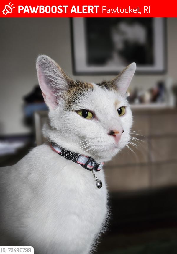 Lost Female Cat last seen Near Harris street Pawtucket RI, Pawtucket, RI 02861