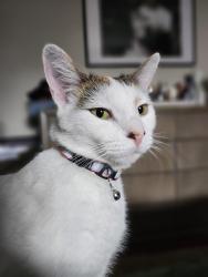 Lost Female Cat last seen Near Harris street Pawtucket RI, Pawtucket, RI 02861