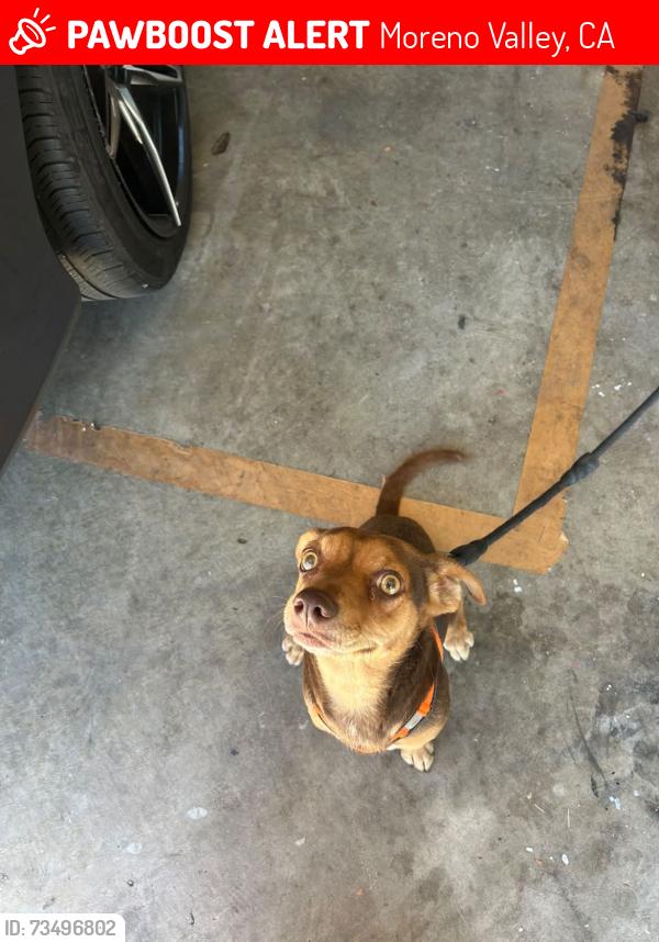Lost Male Dog last seen Northern dancer & freeport drive, Moreno Valley, CA 92551