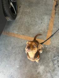 Lost Male Dog last seen Northern dancer & freeport drive, Moreno Valley, CA 92551