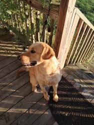 Found/Stray Male Dog last seen Canady Road, Canady Rd, NC 28371