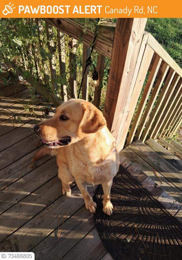 Found/Stray Male Dog last seen Canady Road, Canady Rd, NC 28371