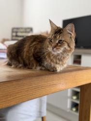 Lost Female Cat last seen Off of Darwell close along Harley Shute, Hastings, England TN38 9TS